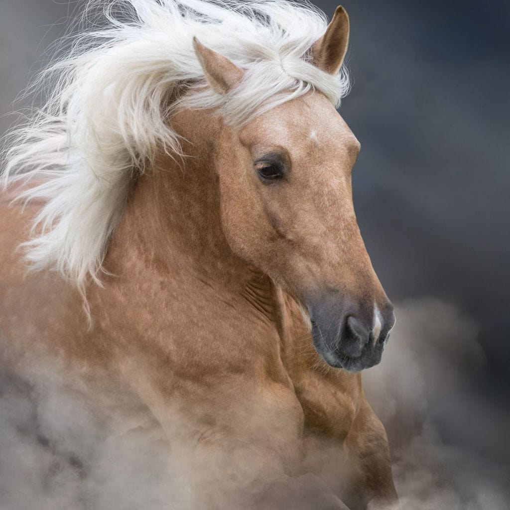 tablou canvas cu portretul unui cal maro, cu coama alba in vant, pe fundal cu ceata