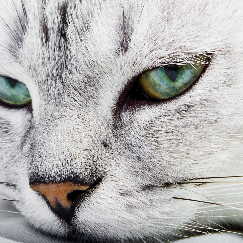 tablou canvas cu un chip de pisica cu blana alba si ochi verzi, pe fundal deschis