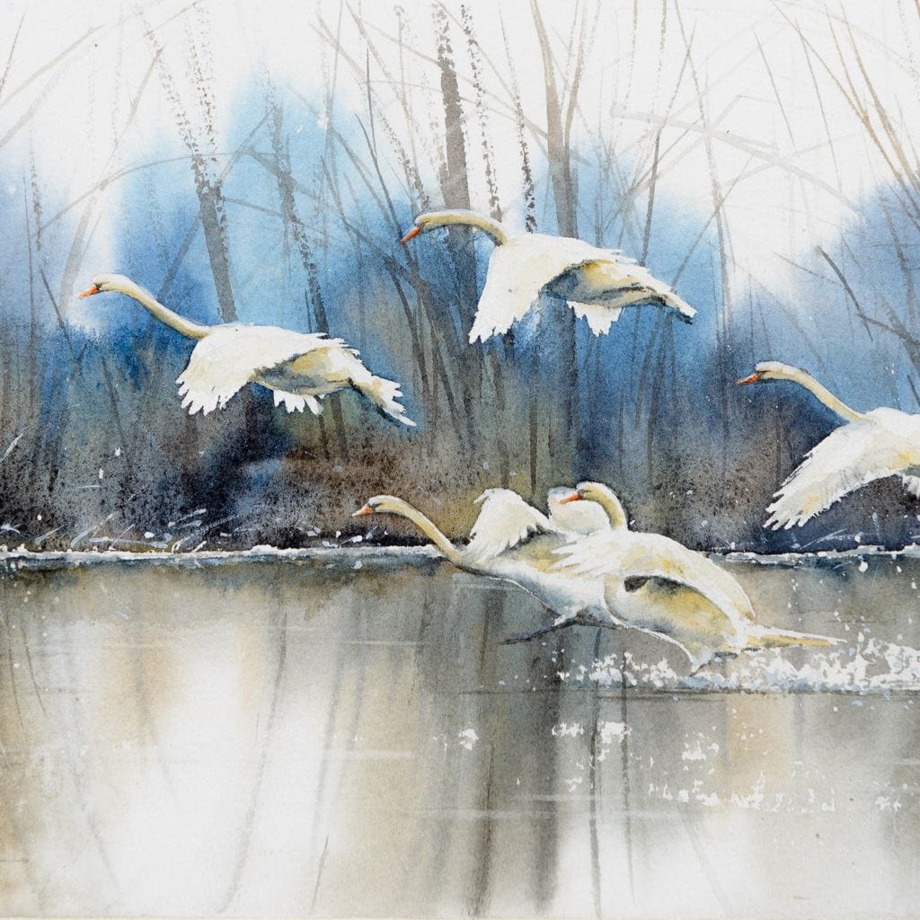 tablou canvas cu lebede albe zburand deasupra unui lac intr-un peisaj de iarna