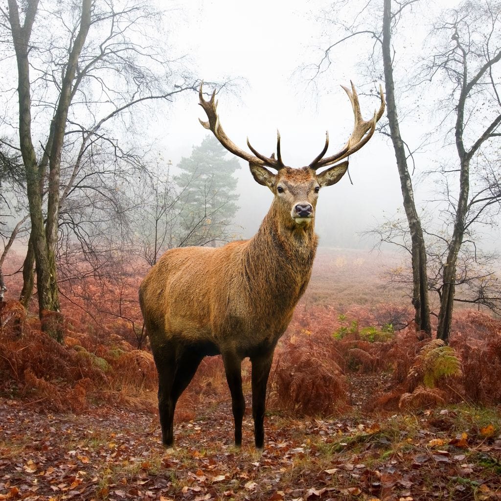 tablou canvas cu un cerb intr-o padure cu copaci si vegetatie aramie, in peisaj de toamna