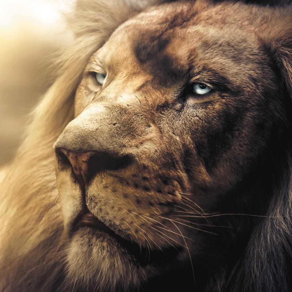 tablou canvas cu portretul unui leu cu ochi albastri, pe fundal luminat