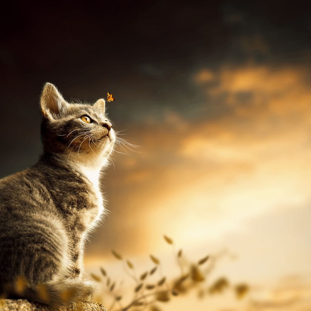 tablou canvas cu o pisica mica privind un fluture, pe fundal natural in lumina calda de apus