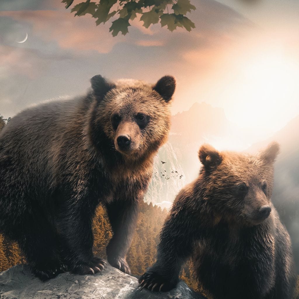 tablou canvas cu doi ursi pe o stanca, sub crengi de copac la apus