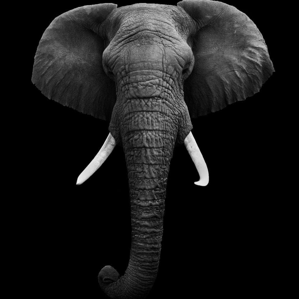 Tablou Canvas Premium, LuxCanva® M1310, Axa Puterii, Alb si Negru, Portret, Impunator, Realist, Elefant, Colti, Trompa, Animal, Simplitate, Vertical, Birou, Living, Camera Copil
