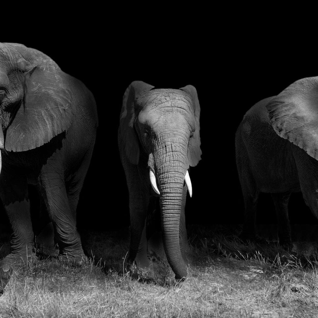 tablou canvas cu trei elefanti in nuante de alb si negru, surprinsi in miscare intr-o scena eleganta si atemporala in savana