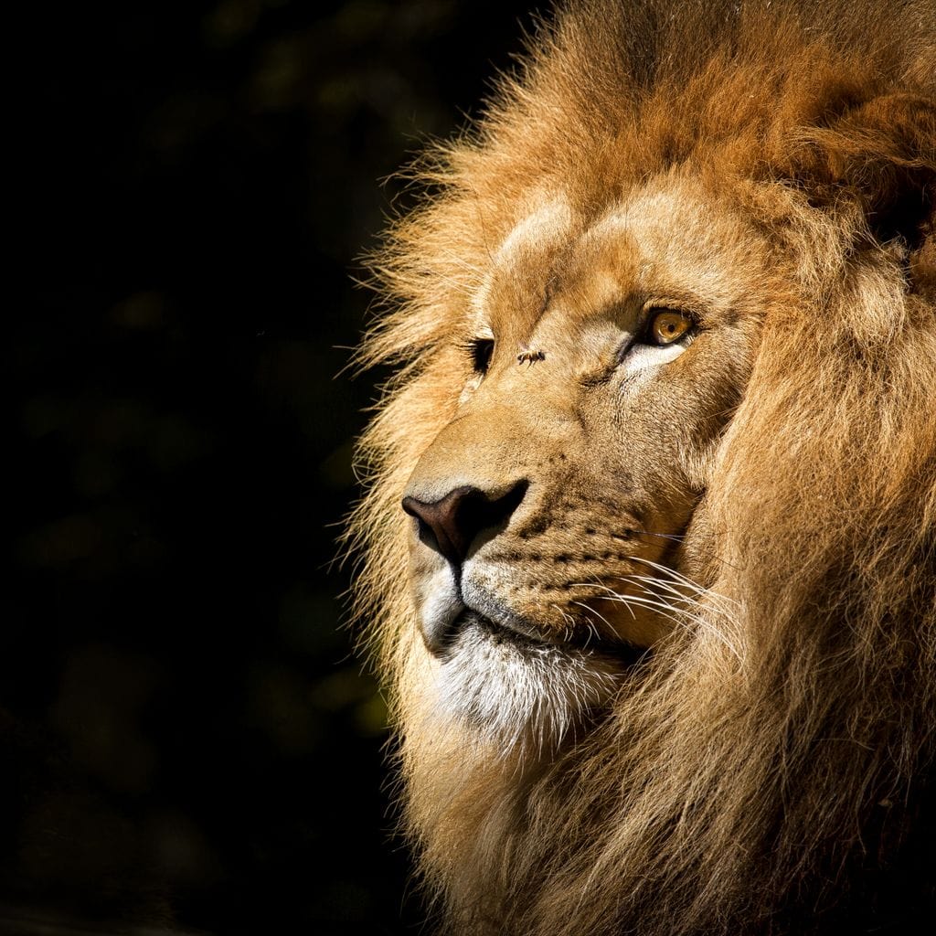 tablou canvas cu un chip de leu pe fundal intunecat simplu